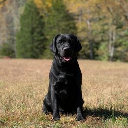 BEN - Labrador Retriever