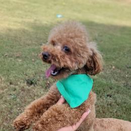 Rojo - Poodle