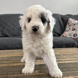Liberty - Blue merle female Aussiedoodle puppy in Lake City, Florida from North Florida Poodles and Doodles