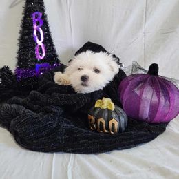 Thor - Maltese puppy in St. George, Utah from Family Doodles