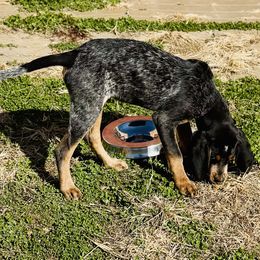 Orange Collar - Bluetick Coonhound puppy from Evenstar-WesRidge Bluetick Hounds