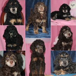Poodle Puppies from Outlaw Canines
