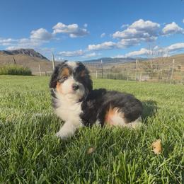 Cupcake - Black tri-color female Aussiedoodle puppy in Tonasket, Washington from V5 Aussies