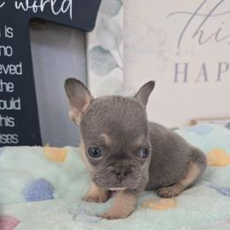 Girl 1 - White female French Bulldog puppy in Victorville, California from Californiadreamyshihtzus