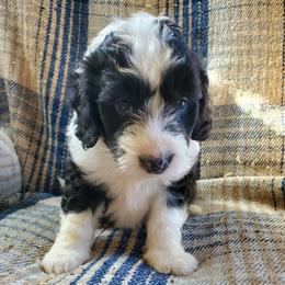 Otis - Black and white male Sheepadoodle puppy in Bellevue, Iowa from Fluffy Wonders Poms and Doodles