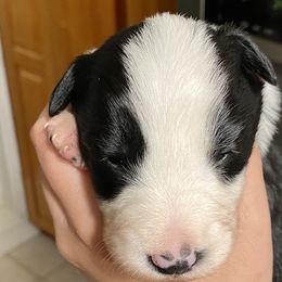 Alan (Ozzy) - Border Collie puppy in Huntersville, North Carolina from MJ Border Collies