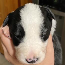 Alan (Ozzy) - Border Collie puppy in Huntersville, North Carolina from MJ Border Collies