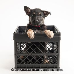 Red Collar Male - German Shepherd puppy in Columbia, Missouri from Magnum Opus German Shepherds