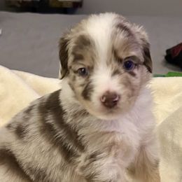 Butternut - Red merle male Miniature Australian Shepherd puppy in Port Saint Lucie, Florida from Charlene Brannon's Mini Australian Shepherds