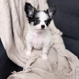 CKC Jackson - Black and white male Chihuahua puppy in Brooklyn, New York from Cuties 4 You