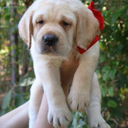 Scotty - Yellow male Labrador Retriever puppy in Texas from Belle Rose Labradors
