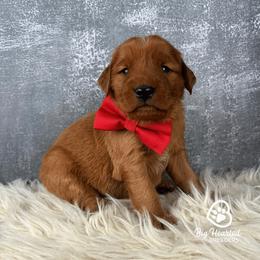 S'mores - Red male Companion Cross puppy in Utah County, Utah from Big Hearted Breeders