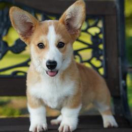 Wyatt - Red male Pembroke Welsh Corgi puppy in Berea, Kentucky from SunShine Corgis