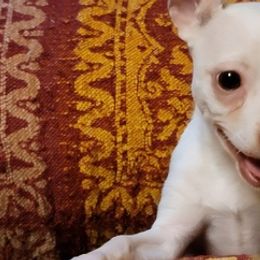 Chihuahuas from B & L Kennels