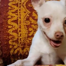 Chihuahuas from B & L Kennels