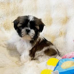 AKC Zola - Red and white female Shih Tzu puppy in Greenville, South Carolina from Babyface Shih Tzu