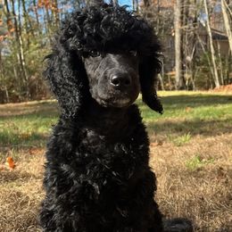 Garrett - Blue male Poodle puppy in Athol, Massachusetts from DoeValley Standard Poodles