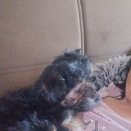 Yorkshire Terrier Puppies from Manny Lancara's Yorkshire Terriers