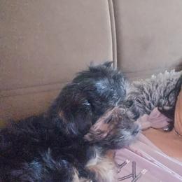 Yorkshire Terrier Puppies from Manny Lancara's Yorkshire Terriers