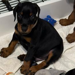 Silver Collar - Black and rust male Doberman Pinscher puppy in Lake City, Florida from Paintedcrazy Doberman Pinchers