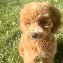 Dachshunds and Poodles from Dailey Doodles and Dachshunds