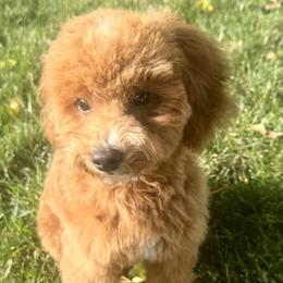 Dachshunds and Poodles from Dailey Doodles and Dachshunds