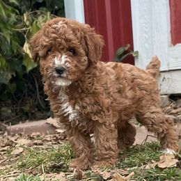 Goldendoodle and Poodle Puppies from Bells Doodles n Poodles