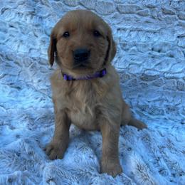 Purple - Dark golden female Golden Retriever puppy in Mount Carmel, Tennessee from HS Goldens