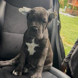 Adora - Gray female Cane Corso puppy in Clewiston, Florida from Far From Average Kennels