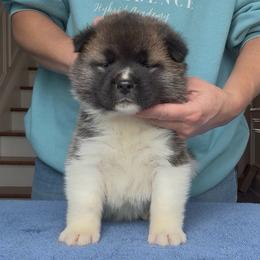 Girl 5 Cream collar - Brown, black overlay female Akita puppy in Coopersburg, Pennsylvania from Main Street Akitas