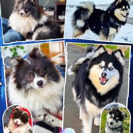Pomsky puppies from Pathfinder Pomskies