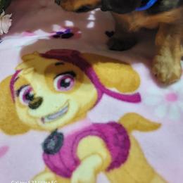 Dachshund Puppies from CLARK'S BREEDING PROGRAM