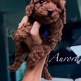 Lady Aurora - Red  female Poodle puppy in Plainwell, Michigan from Northern Heart Standards