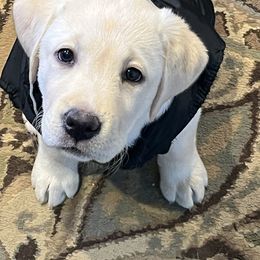 Labrador Retriever Puppies from Willow Ridge Labradors
