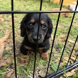 Chihuahua and Dachshund Puppies from Little Pawz, LLC