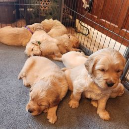 Boy 1 - Golden Golden Retriever puppy in Payson, Arizona from Bullet Retrievers