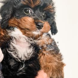 Cavapoo and Poodle Puppies from Freckle Paw Poodles