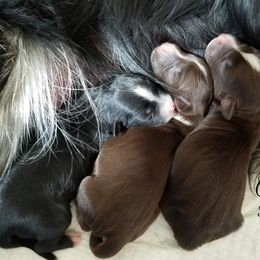Miniature Australian Shepherd and Toy Australian Shepherd Puppies from CKD DOUBLETREE AUSSIES