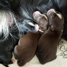 Miniature Australian Shepherd and Toy Australian Shepherd Puppies from CKD DOUBLETREE AUSSIES