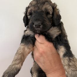 Bernedoodle Puppies from Triple W Doodles