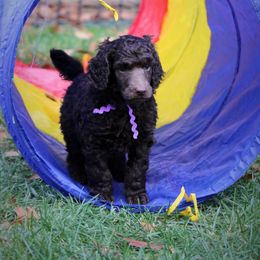 Poodle Puppies from Piccolo's Poodles