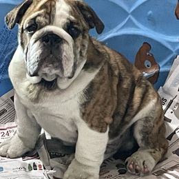 Bulldog Puppies from Waltman's Bulldog's
