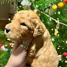 Denim - Red  male Goldendoodle puppy in Placerville, California from New Dawn Poodles and Doodles