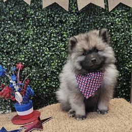Boy 3 - Black and silver male Keeshond puppy in Fayetteville, Tennessee from Erbekees-Keeshonden