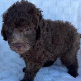 BEAR - Chocolate male Goldendoodle puppy in Maricopa, Arizona from AZ Designer Goldendoodles