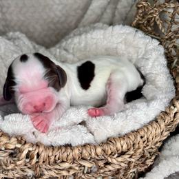 Garnet - Liver white and roan male English Springer Spaniel puppy in Swainsboro, Georgia from Sweet Georgia Springers