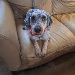Lincoln - Blue merle male Bernedoodle puppy in Lafayette, Alabama from Williams Lake Doodles