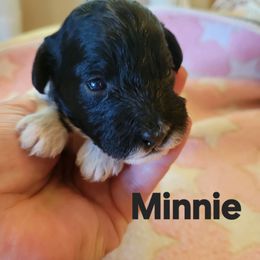 Minnie - Black and white female Cavapoo puppy in Bourbonnais, Illinois from Maggie's Cavapoo Puppies