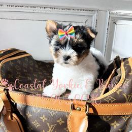 Petite Perfection - Black tan and white female Biewer Terrier puppy in North Chelmsford, Massachusetts from Coastal Yorkshire Terrier Yorkies & Biewer Terriers