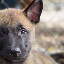 Belgian Malinois from De Linus Malinois